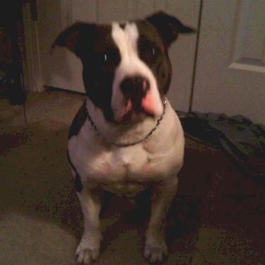 Colemans Xena mate Big Daddy Pit Bull.jpg
